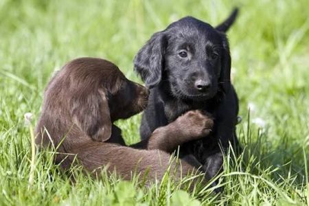 Flat coated retriever SK / EN | Dogga Therapy | 26.09. & 27.09.2026 