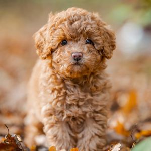 Miniature & Toy Poodle SK / EN | Dogga Therapy | 31.10. &  7.11.2026