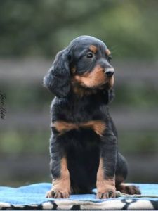 Dogga Reformer | Gordon Setter | 8.11.2026 | 16:00